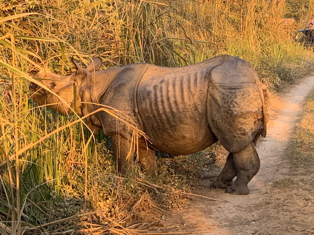 Scenic Nepal travel illustration for Chitwan Safari Package Itinerary (3 Days / 2 Nights)