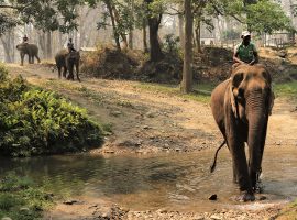 Chitwan and Bardia National Parks